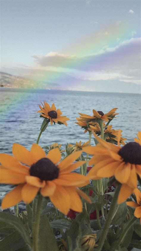 Rainbow Sunflower Wallpapers Top Free Rainbow Sunflower Backgrounds