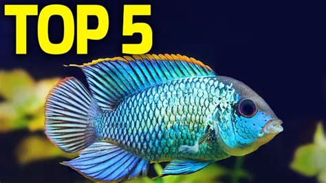 Top 5 Unique Centerpiece Fish For Your Freshwater Tank Tank Facts