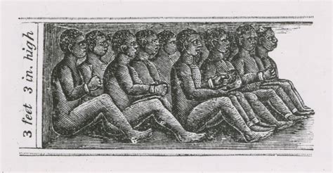 An Illustration Of Slaves Chained Inside A Cargo Hold DPLA