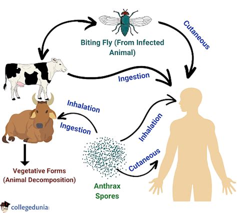 Anthrax Causes Types Symptoms And Diagnosis