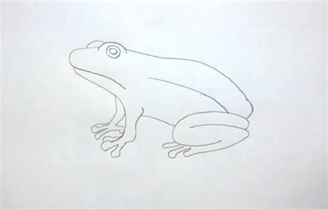 How To Draw A Realistic Red Eyed Tree Frog Wert Graters