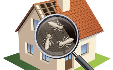What does the state provide to spis that they can use in their reports. What Termite Inspectors Look For | TermMax | Wood Boring ...