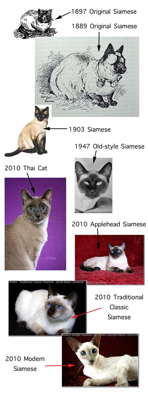 Types Of Siamese Cat With Pictures Poc