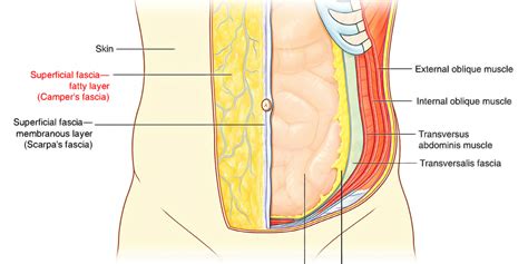 The anterolateral abdominal wall formed of 4 layer skin, fascia, muscles, and peritoneum. Abdominal Anatomy Part One MCQ | MedGuide
