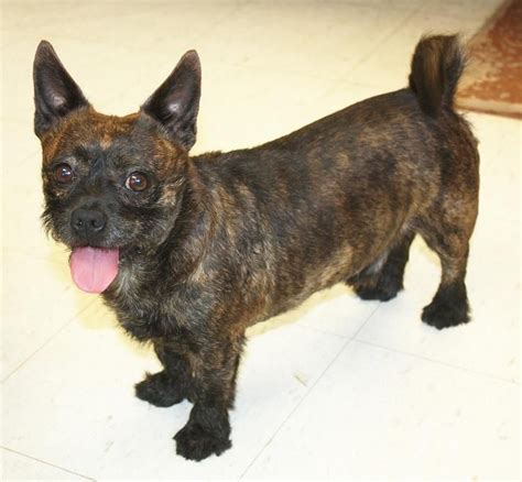 The great thing about breed rescue groups is that they tend to be very upfront about any health conditions the dogs may have and are a valuable resource for advice. Adopt Pedro on | Pets, Chihuahua mix, Animal rescue