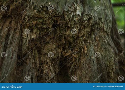 Rotten Tree On The Ground Stock Image Image Of Nature 166518647