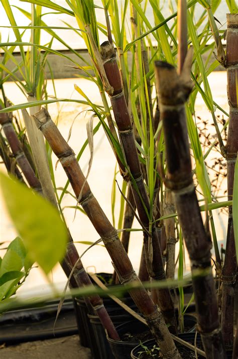 Sugar Cane — A Natural Farm