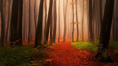Autumn Forest Hd Wallpapers Wallpaper Cave