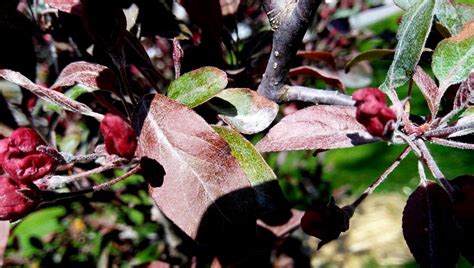 Crabapple Tree Disease Salvageable Or Lost Cause Landscaping