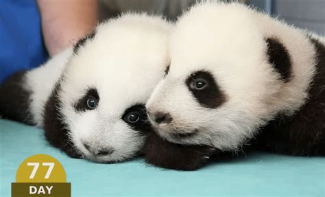 Watch 100 Days Of Baby Panda Development In Three Minutes Grist