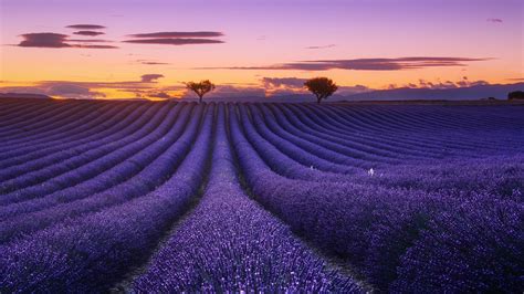 Wallpaper Lavender Field Flowers Trees Sunset 1920x1200 Hd Picture