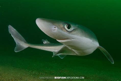 Spiny Dogfish In Rhode Island With Spiny