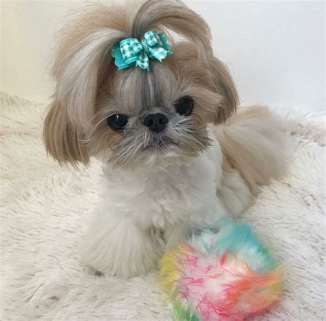 So Cute Shih Tzus Shih Tzu Shih Tzu Puppy