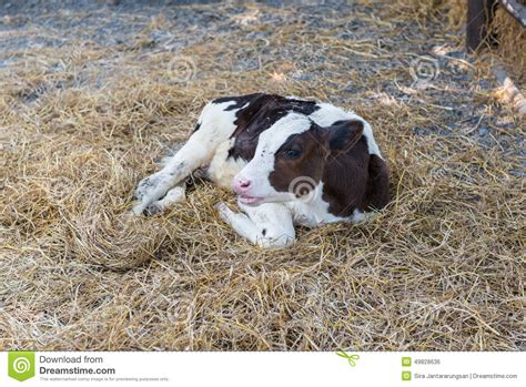 Calf Lying In Straw On Farm Stock Photo Image Of Husbandry Looking