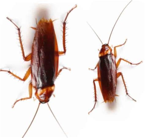 What Does A Cockroach Look Like See Early Warning Signs Of Cockroach