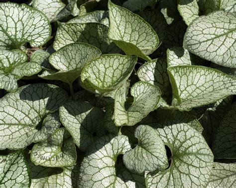 This cultivar is prized for its improved tolerance of heat and sun. Brunnera macrophylla 'Jack Frost' | Kaukasisch vergeet-mij ...