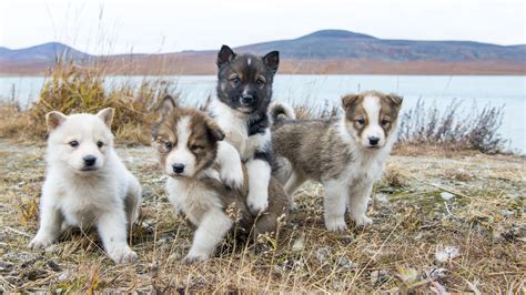 Denali National Parks Sled Dog Puppycam Is About To Become Your New