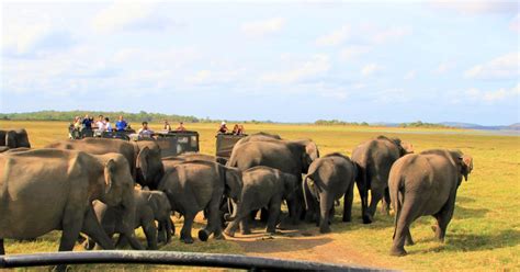 Van Negombo Dambulla Grotten En Kaudulla National Park Safari