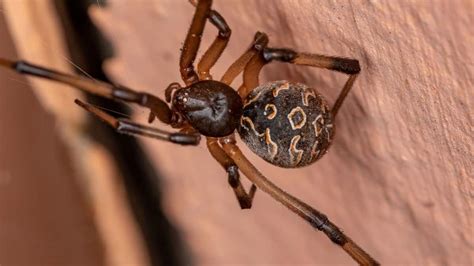 The 10 Most Venomous Spiders In The United States Pest Defense Guide