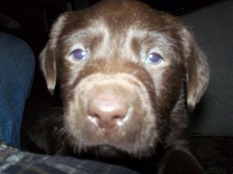 Yellow or golden, chocolate, and black. Adorable Chocolate Lab Puppies!!!! for Sale in Woodstock ...