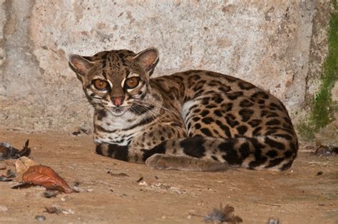 Facts About The Beautiful Ocelot Cat Leszer