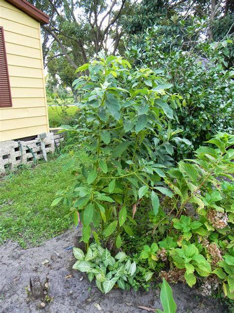 Florida Survival Gardening A Look At Laurel Wilt Damage