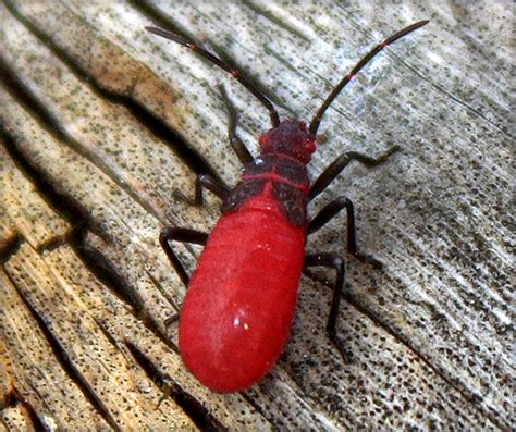 Red Shouldered Bugs Jadera Haematoloma Bugguidenet