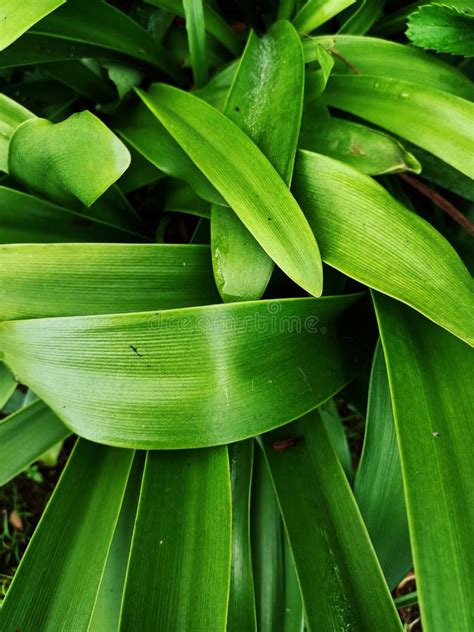 Pandan Leaves Aka Pandanus Amaryllifolius Stock Image Image Of