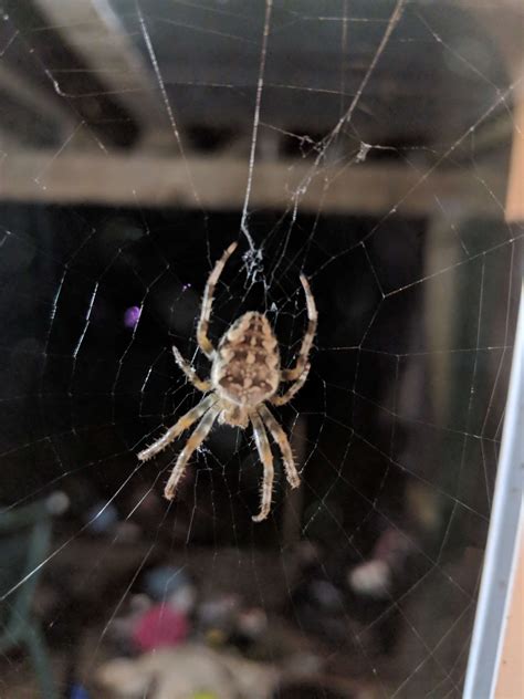 Go to the parlor and talk to clara. Unidentified spider in Courtice, Ontario Canada