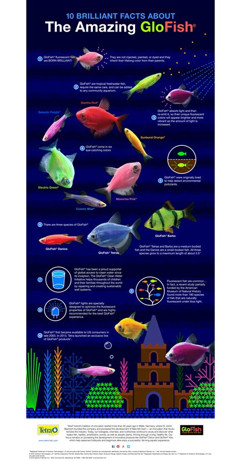 Glofish Infographic Pet Supplies Plus