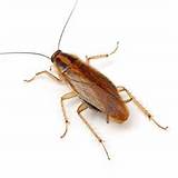 Images of Cockroach Wiki