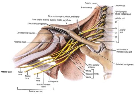 Brachial Plexus Anatomy Ulnar Nerve Entrapment Ulnar Nerve Nerve Entrapment