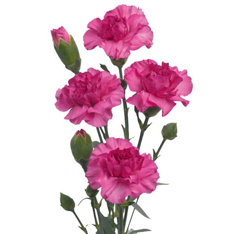 Download 83 carnation cliparts for free. Pink Carnation Clip Art - ClipArt Best