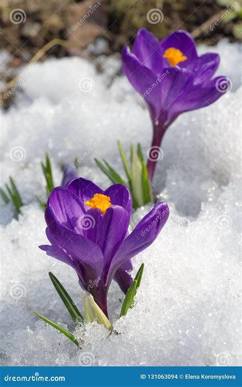 Purple Crocuses Flowers In The Snow Stock Photo Image Of Flower