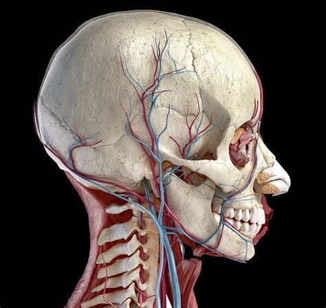 Side View Of Human Skull Muscles Eyes Photograph By Pixelchaos Fine