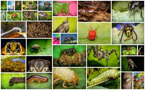 Collage Del Insecto Imagen De Archivo Imagen De Trazo 42111649