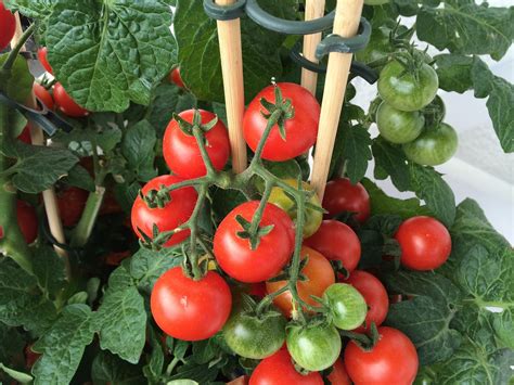 Tomaten Im Topf Anbauen Beetfreundede