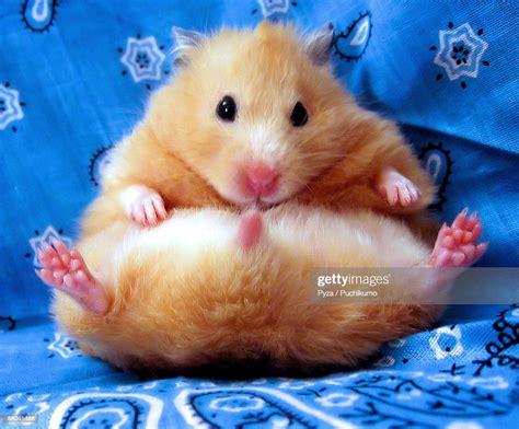 Syrian Hamster Sitting High Res Stock Photo Getty Images
