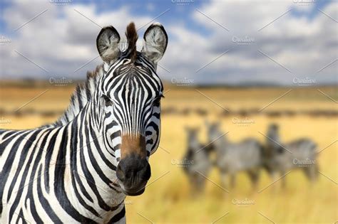 Zebra On Savannah In Africa Animals Of The World Pet Day Luxury