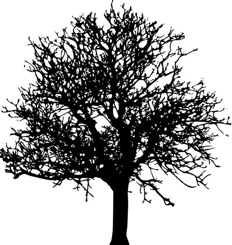 Family tree silhouette transparent png. 45 Tree Silhouettes PNG Transparent Background | OnlyGFX.com