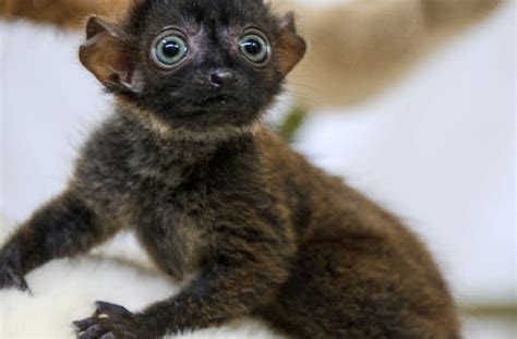 Rare Blue Eyed Lemurs Could Be Extinct In 11 Years