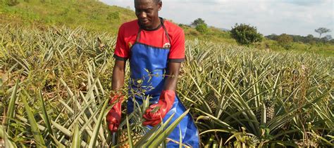 Cameroun Graines D Entrepreneurs Dans L Agroalimentaire Choose Africa