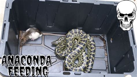 Anaconda Feeding 2 Youtube