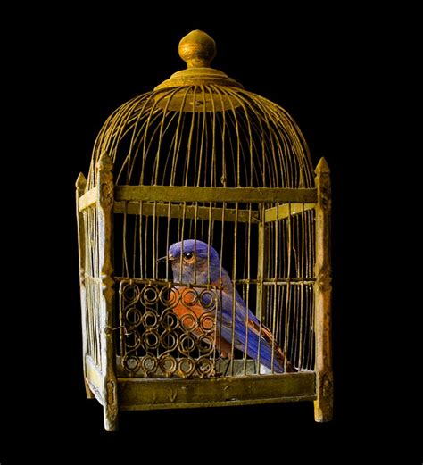 Cage Gold Bird Free Photo On Pixabay Pixabay