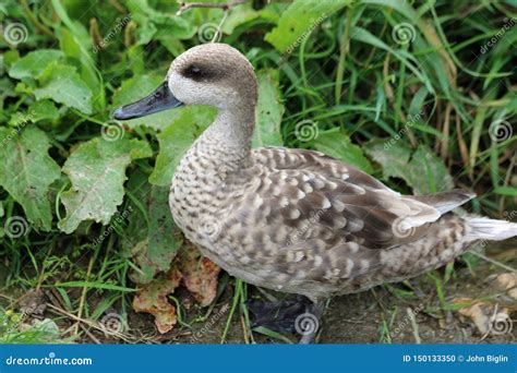 Marbled Teal Duck Stock Photo Image Of Teal Duck Anatidae 150133350