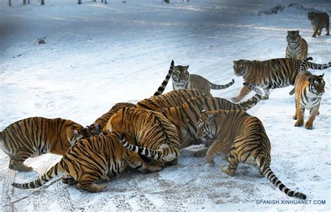 Tigres Siberiano En Centro De Crianza De Felinos De Hengdaohezi Spanish