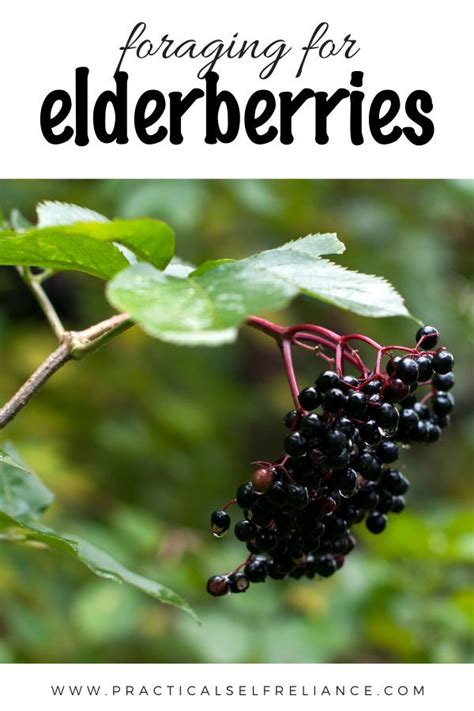 Learn How To Identify And Forage For Elderberry Plus Ideas On How To