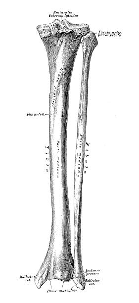 Human Anatomy Scientific Illustrations Tibia And Fibula Stock