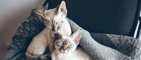 Why Do Cats Groom Each Other Explanations Four Paws