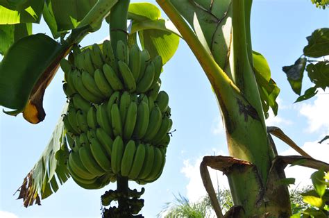 Growing Bananas Edible South Florida